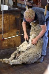 Sheep-sharing
