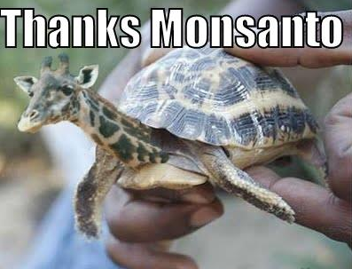 thanks monsanto turtle.PNG
