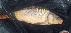 fishing mirror carp 270726