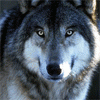 lavenderwolf